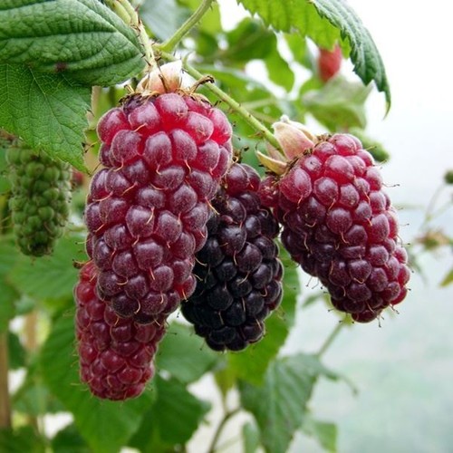 Pianta tayberry varietà - pianta,