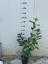 50 PIANTE DI LAURO CERASO