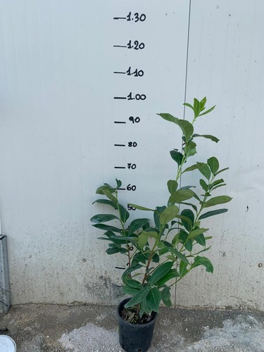 Piante lauro ceraso - 50,