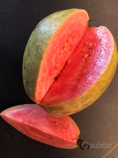 Pianta di guava rosa, guajava