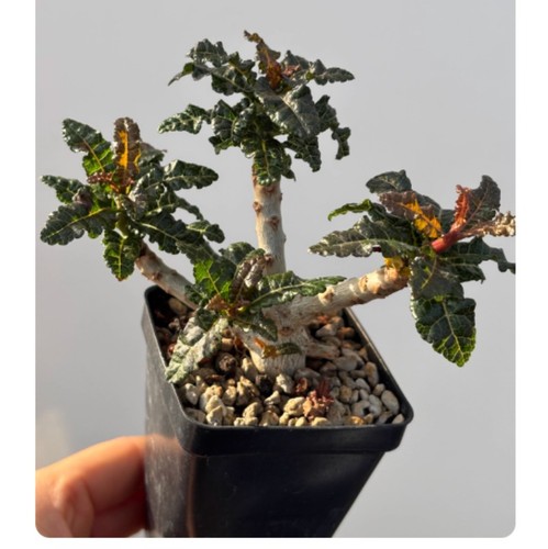 Pianta succulenta cactus - pianta,