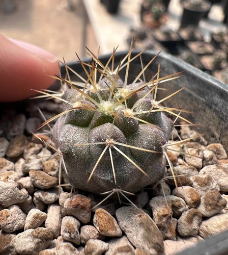 Copiapoa ahremephiana - , x