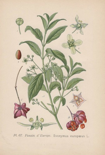 Arbusto fuso euonymus - arbusto, (euonymus