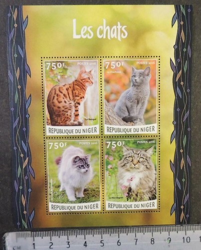 Niger 2016 domestici - , gatti