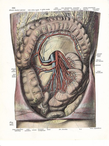 Stampa antica anatomia addome - stampa,