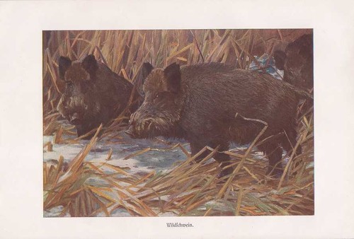 Cinghiale sus scrofa - cinghiale,