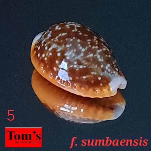 Cypraea helvola sumbaensis - cypraea,