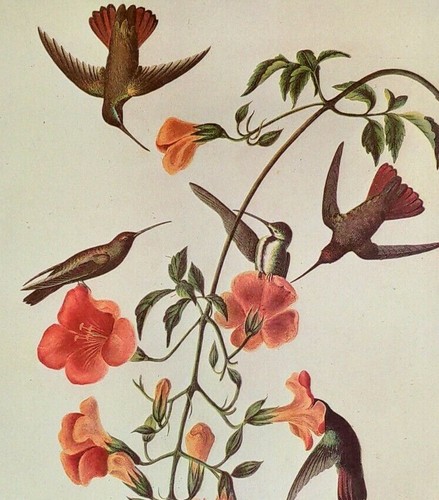 John james audubon - audubon, birds