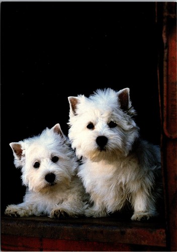Cartolina cromata due cuccioli