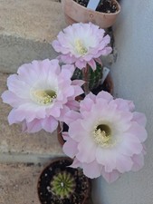 Echinopsis hybrid oxygona - echinopsis,
