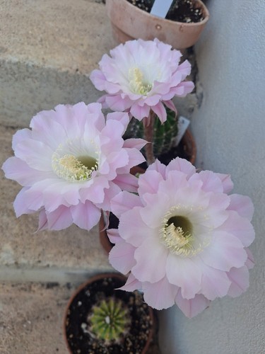 Echinopsis hybrid oxygona - no,