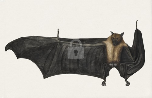 Grande pipistrello frutta - grande,