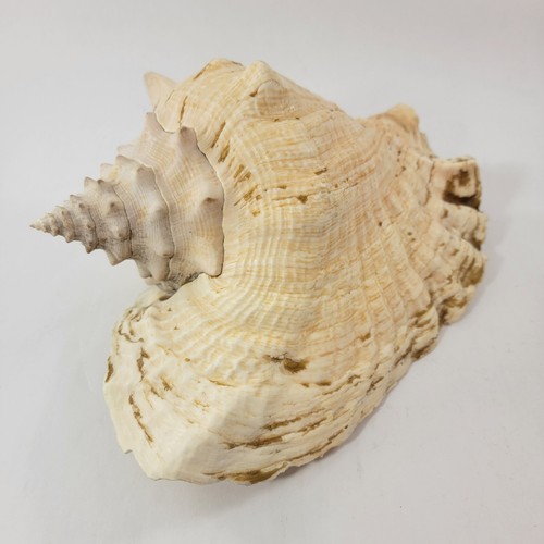 Conchiglia conchiglia nautica