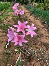 10 Bulbi 40€ Sp GradBella Donna Fiore Antichis Che Sboccia  Da Set A Tutto Ottob