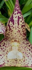 Dracula Species 'Camouflage'
