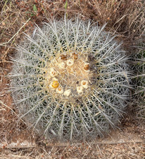 Echinocactus grusonii var - grusonii,