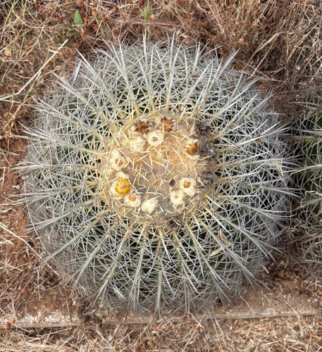 Echinocactus grusonii var - grusonii,