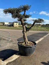 Albero di Ulivo Bonsai