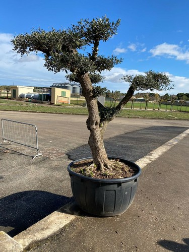 Albero ulivo bonsai - ulivo,