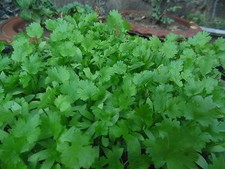 Vero coriandolo - coriandolo -