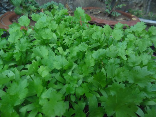 Vero coriandolo - vero,