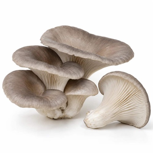 Mycélium pleurote - de,
