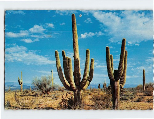 Cartolina saguaro cactus sud - saguaro,