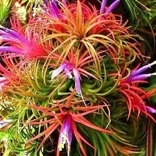 Air Plant Tillandsia Lonantha