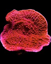 Live Coral Montipora Red Cap
