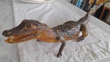 Raro Coccodrillo lungo 56 cm
