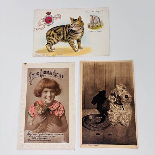 Postcards animals cats - postcards,