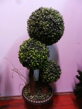 pianta finta a palla bosso 3 sfere come foto