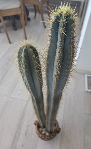 Due pilosocereus pachycladus - due,
