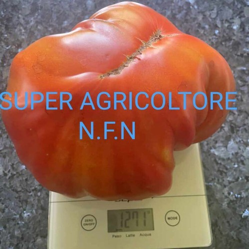 Semi pomodoro bistecca - 50,
