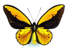 Ornitoptera croesus lydius per