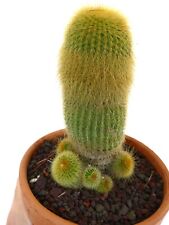 Notocactus leninghausii CLUSTER golden spines 15cm NO crested E2 cactus
