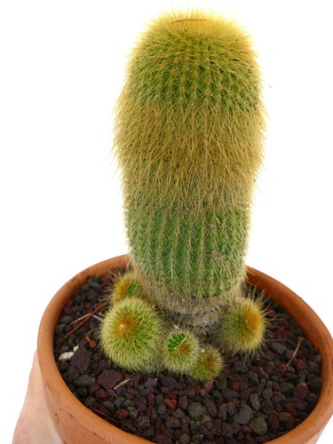 Notocactus leninghausii