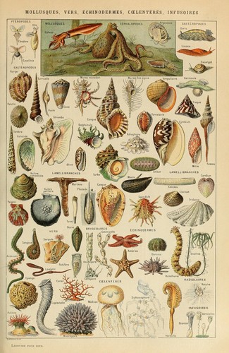 Adolphe millot mollusques pour - adolphe,