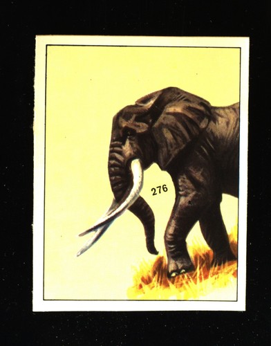 Animali preistorici - animali,
