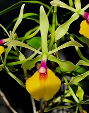 Epicattleya marques ibrido - epicattleya, r.