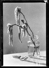 still life con "Gatto di