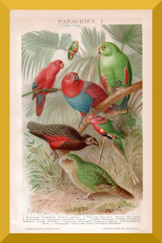 Pappagalli 130 anni - pappagalli, +130