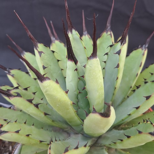 Agave macroacantha compacta - macroacantha, f.