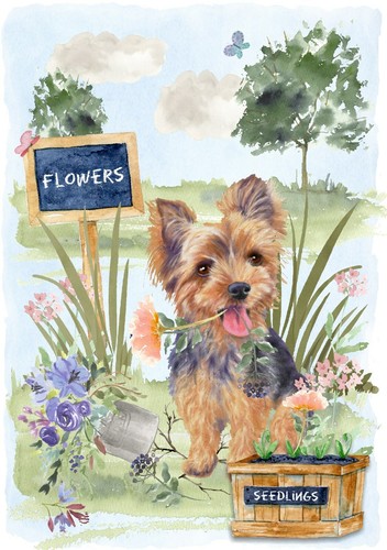 Yorkshire terrier yorkie dog - yorkshire,