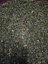 Semi Asparagi Selvatici Varietà Sarda (Rara) Asparagus Albus  Asparago Bianco 