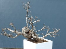 Bonsai Frassino Robusta