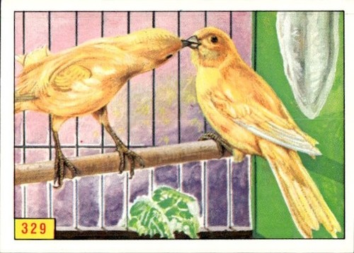 Figurina uccelli panini - figurina,