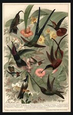 Litografia 1896 - Colibrì -