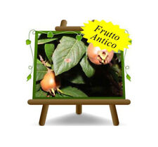 Nespolo di Germania Alberi da