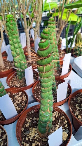 Eulychnia castanea - castanea, f